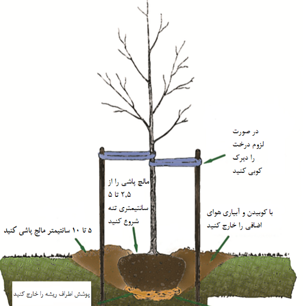 عکس کاشت درختان