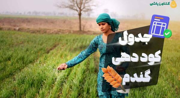 عکس مراحل کاشت گندم