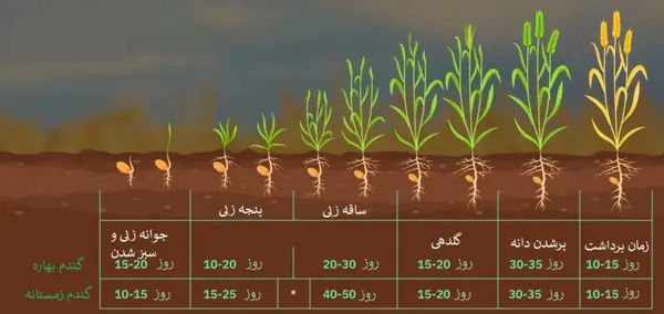 عکس مراحل کاشت گندم