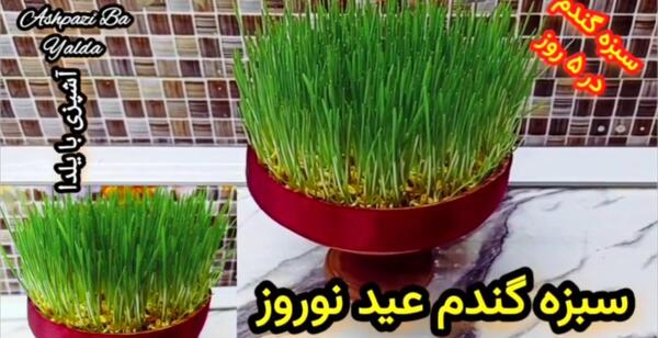 عکس مراحل کاشت گندم