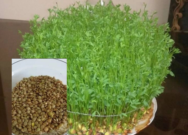 عکس مراحل کاشت گندم
