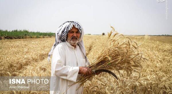عکس مراحل کاشت گندم