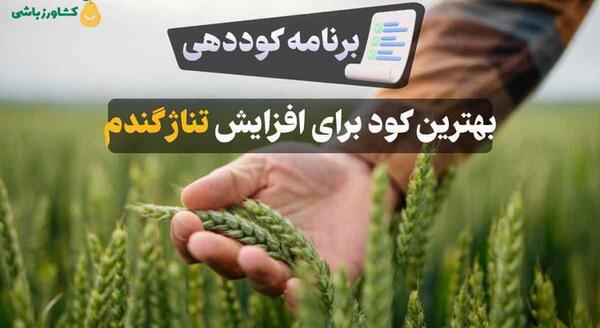 عکس مراحل کاشت گندم