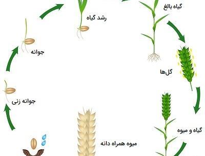 عکس مراحل کاشت گندم