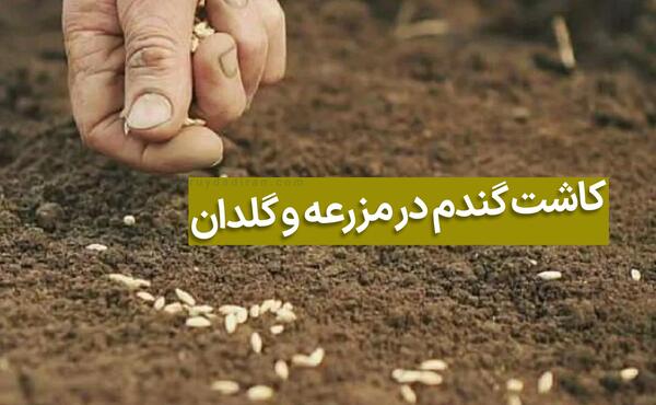 عکس مراحل کاشت گندم