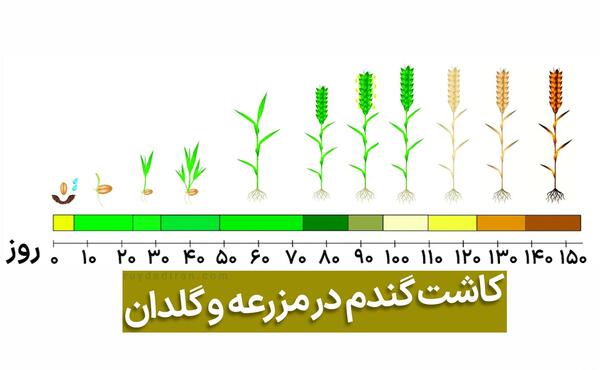 عکس مراحل کاشت گندم