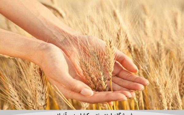 عکس مراحل کاشت گندم تا پخت نان