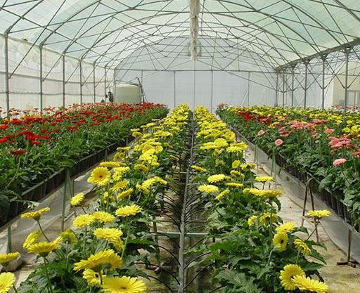 عکس کاشت گلخانه ای