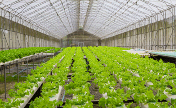 عکس کاشت گلخانه ای