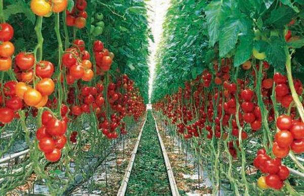 عکس کاشت گلخانه ای