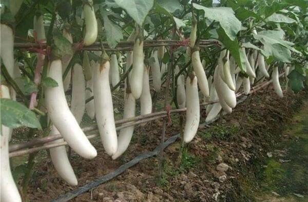 عکس کاشت گلخانه ای