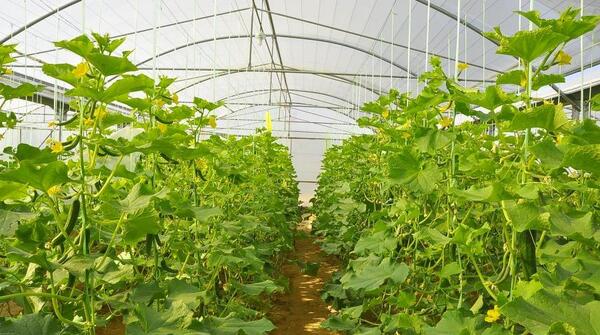 عکس کاشت گلخانه ای
