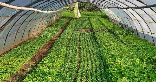 عکس کاشت گلخانه ای