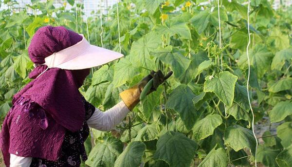 عکس کاشت گلخانه ای