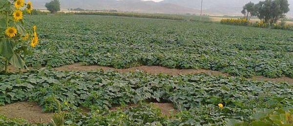 عکس کاشت گلخانه ای