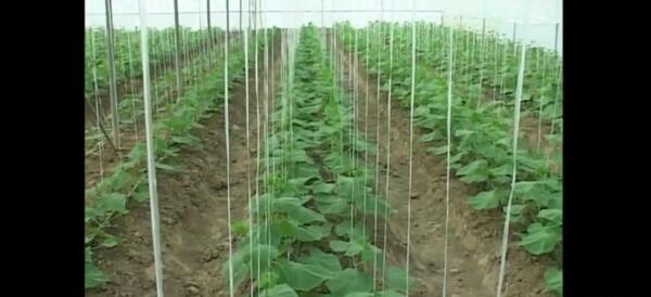 عکس کاشت گلخانه ای
