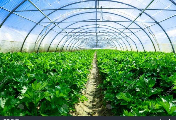 عکس کاشت گلخانه ای