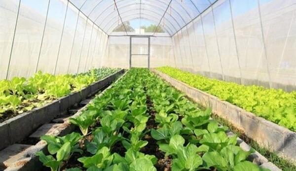 عکس کاشت گلخانه ای