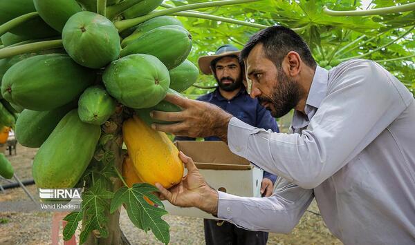 عکس کاشت گلخانه ای