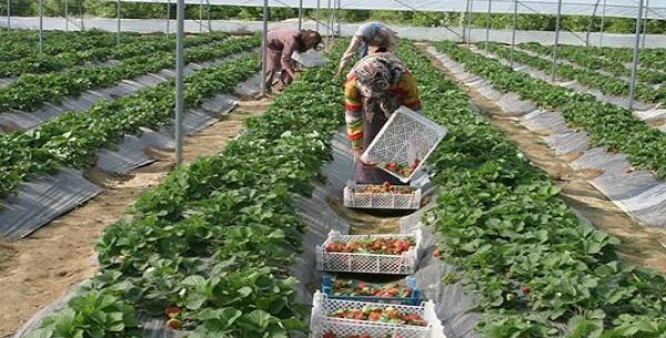عکس کاشت گلخانه ای