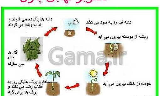 عکس مراحل کاشت لوبیا کلاس سوم