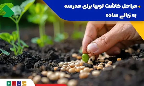 عکس مراحل کاشت لوبیا کلاس سوم