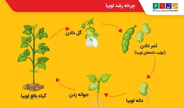 عکس مراحل کاشت لوبیا کلاس سوم