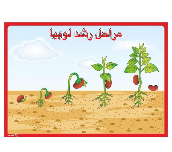 عکس مراحل کاشت لوبیا کلاس سوم