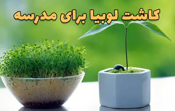 عکس مراحل کاشت لوبیا کلاس سوم