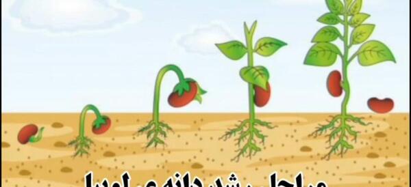 عکس مراحل کاشت لوبیا کلاس سوم