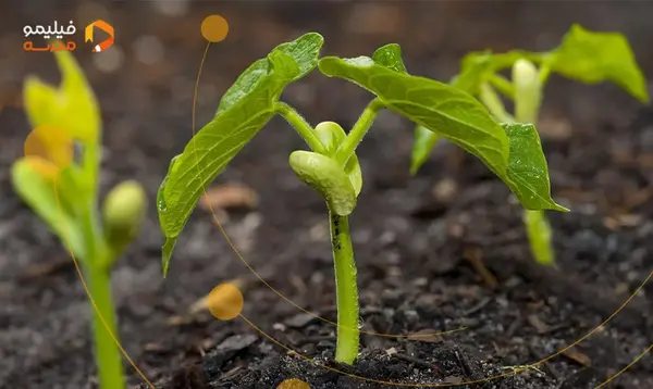 عکس مراحل کاشت لوبیا برای مدرسه
