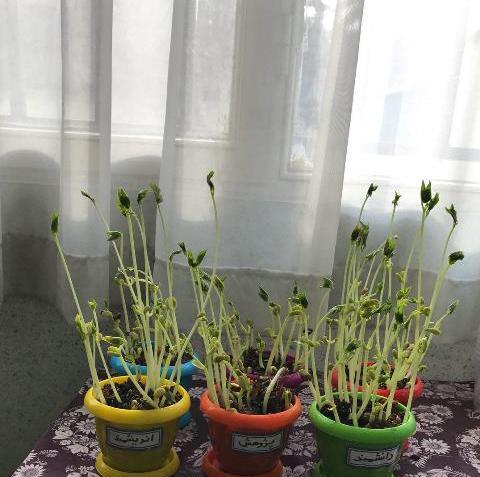 علوم عکس کاشت لوبیا برای مدرسه