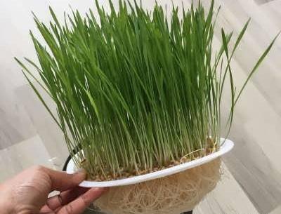 عکس مراحل کاشت سبزه گندم