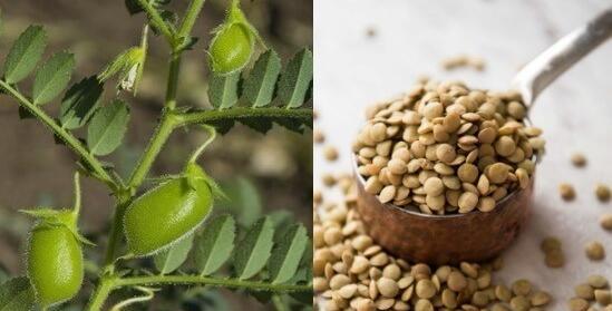 عکس مراحل کاشت عدس برای مدرسه