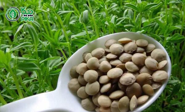عکس مراحل کاشت عدس برای مدرسه
