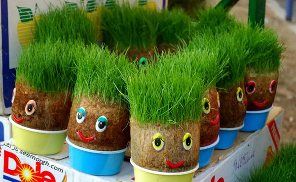 عکس مراحل کاشت عدس برای مدرسه