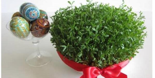 عکس مراحل کاشت عدس برای مدرسه
