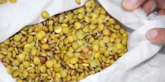 عکس مراحل کاشت عدس برای مدرسه