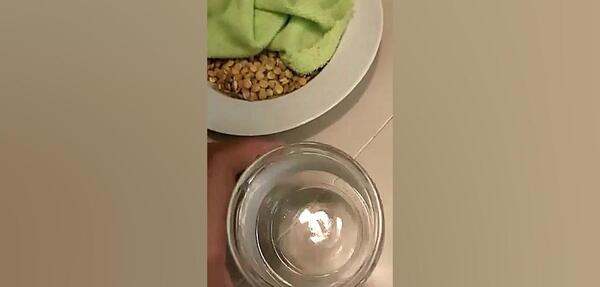 عکس مراحل کاشت عدس برای مدرسه