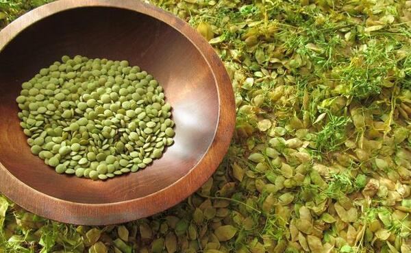 عکس مراحل کاشت عدس برای مدرسه