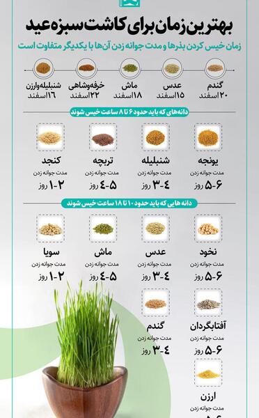 عکس مراحل کاشت عدس برای مدرسه