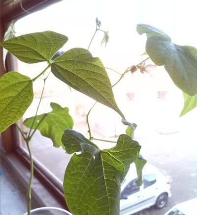 عکس لوبیا کاشته شده