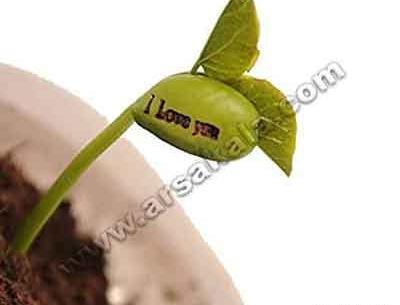 عکس لوبیا کاشته شده