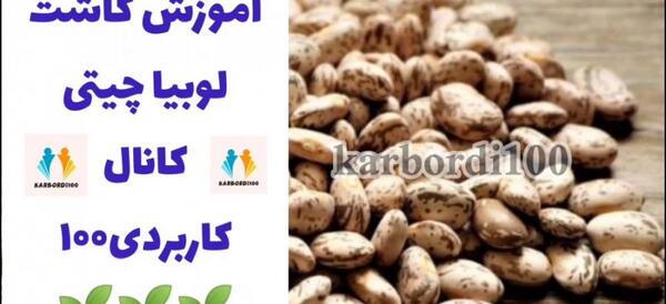 عکس لوبیا کاشته شده