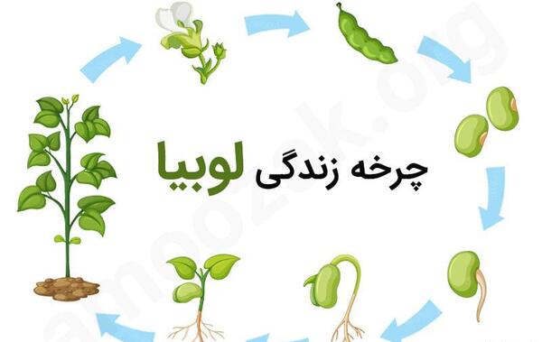 عکس لوبیا کاشته شده کلاس اول