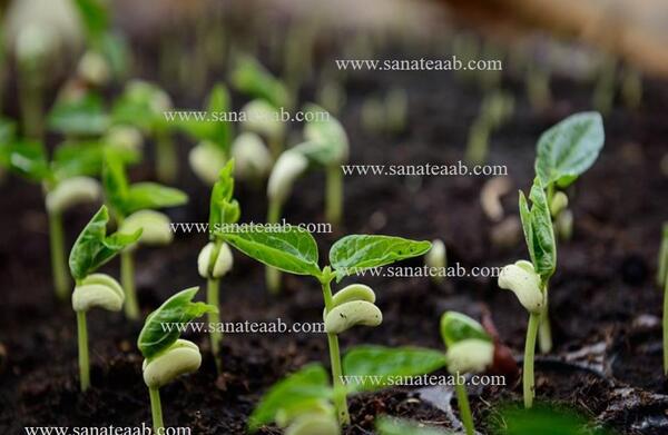 عکس لوبیا کاشته شده کلاس اول