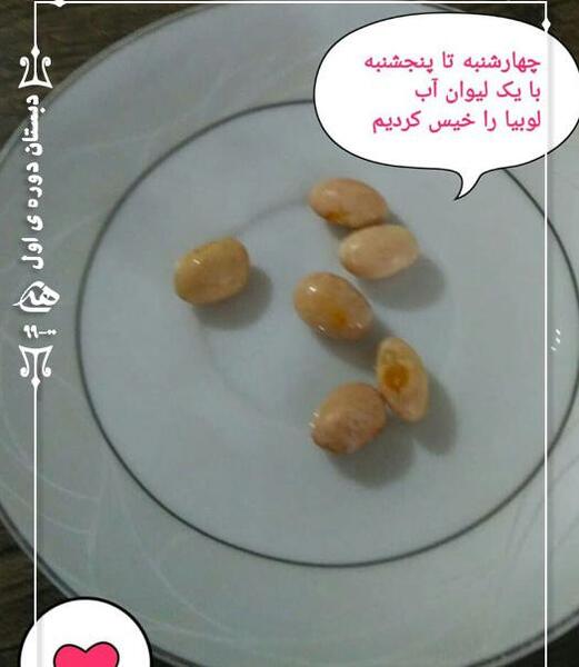 عکس لوبیا کاشته شده کلاس اول