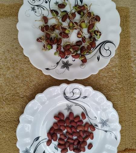 عکس لوبیا کاشته شده کلاس اول