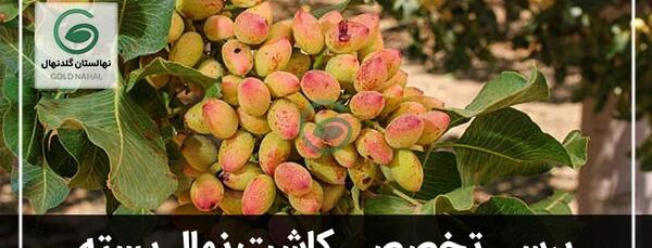 عکس کاشت نهال درخت