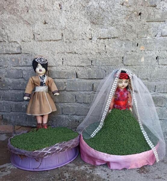 عکس مراحل کاشت سبزه